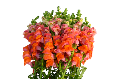 Snapdragons