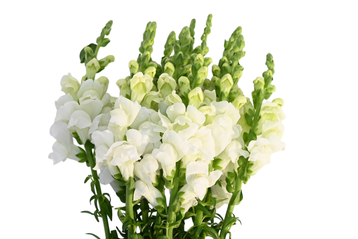 Snapdragons
