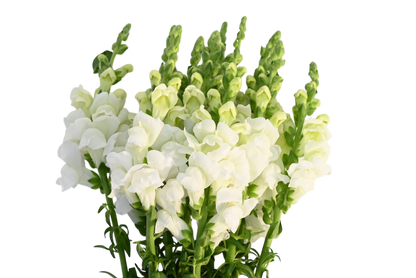 Snapdragons