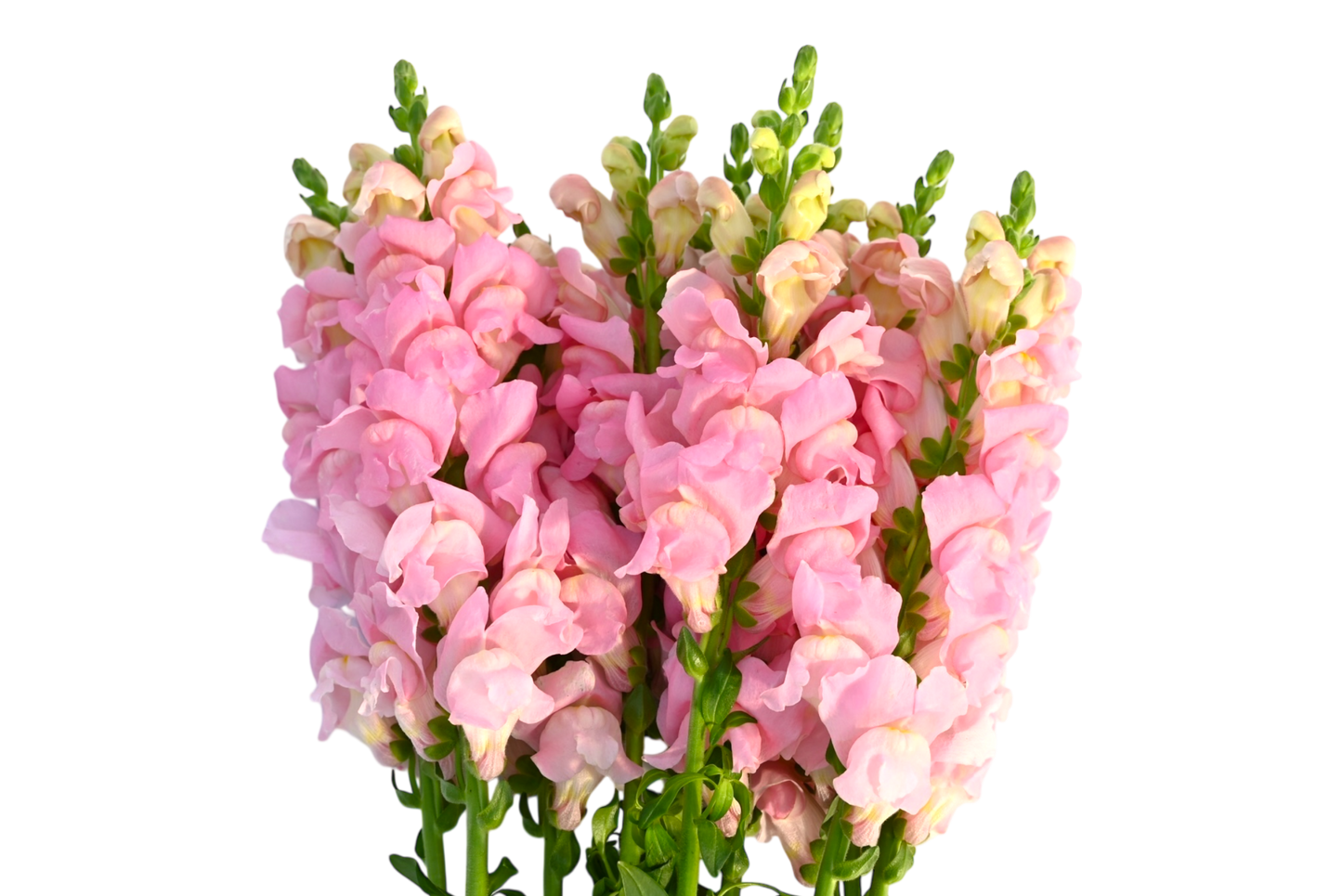 Snapdragons