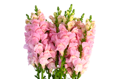 Snapdragons