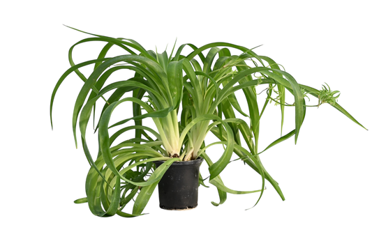 3.5" Spider