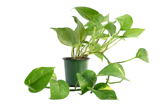 3.5” Pothos