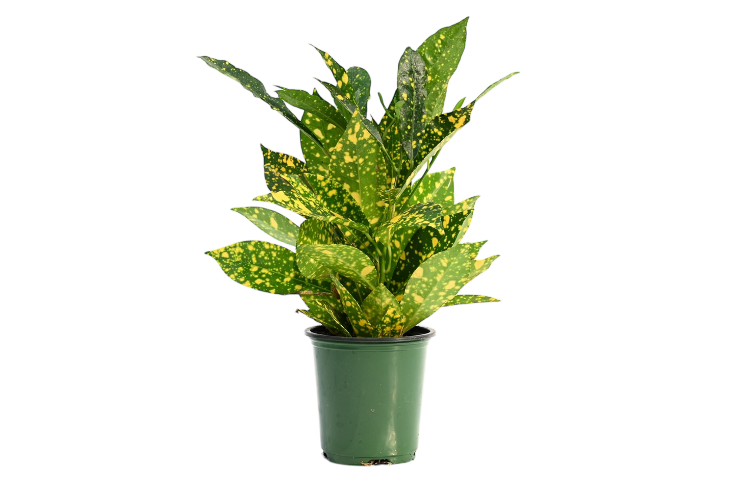 3.5" Croton - Gold Dust