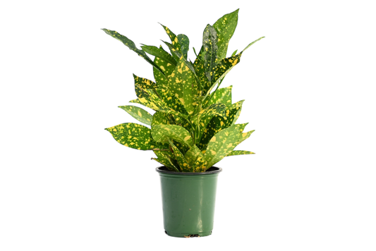 3.5" Croton - Gold Dust