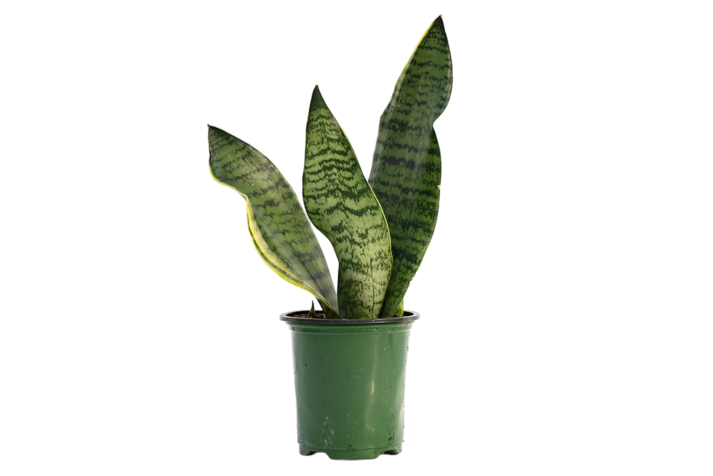 3.5" Snake Plant