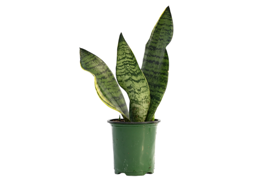 3.5" Snake Plant