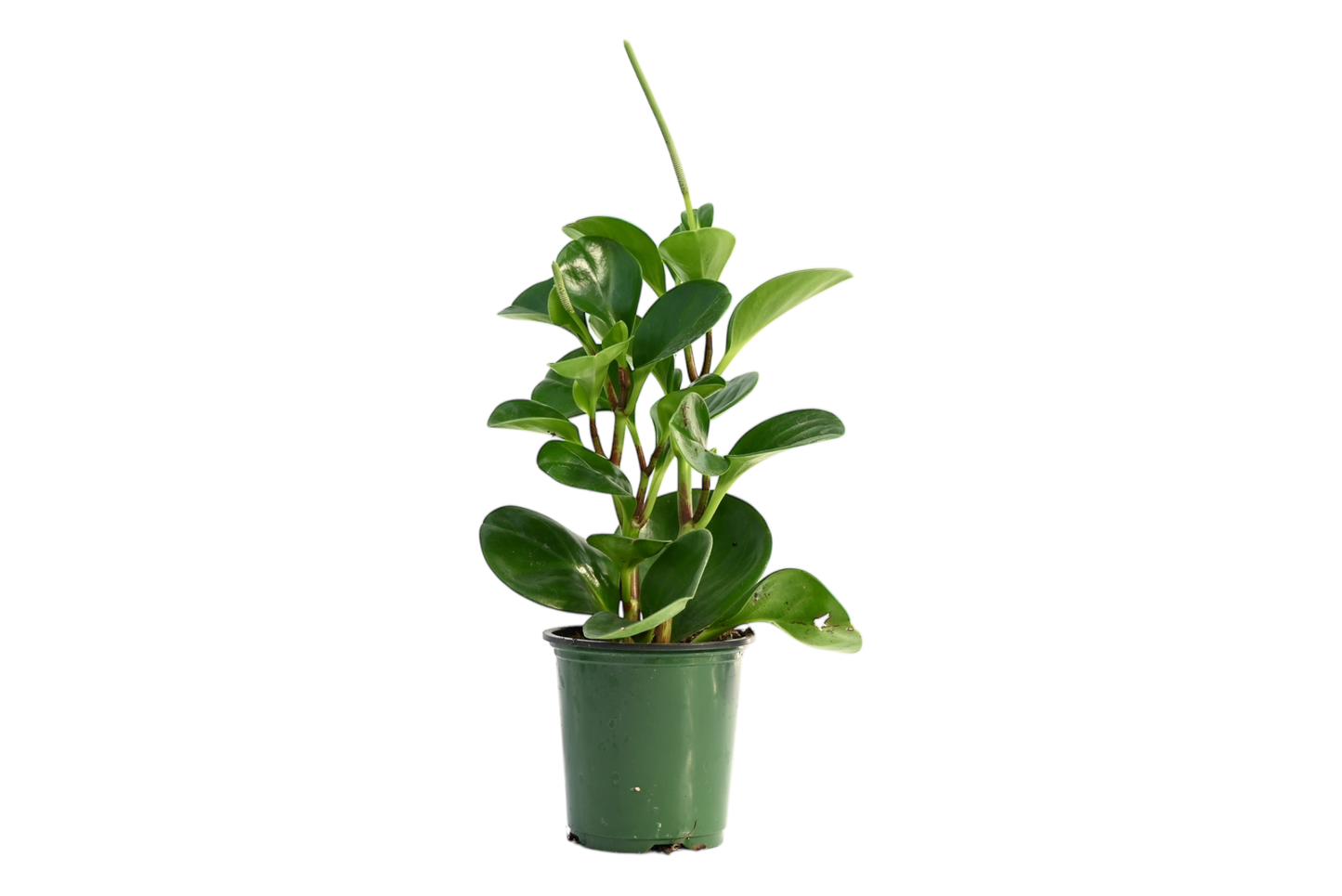 3.5" Peperomia