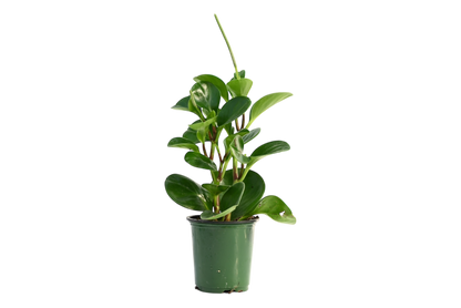 3.5" Peperomia