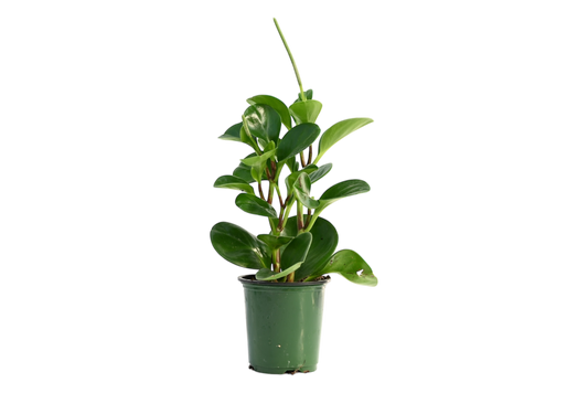 3.5" Peperomia