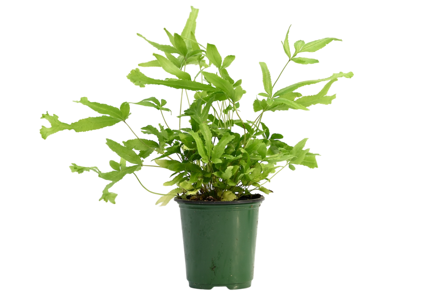3.5" Fern - Autumn