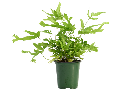 3.5" Fern - Autumn