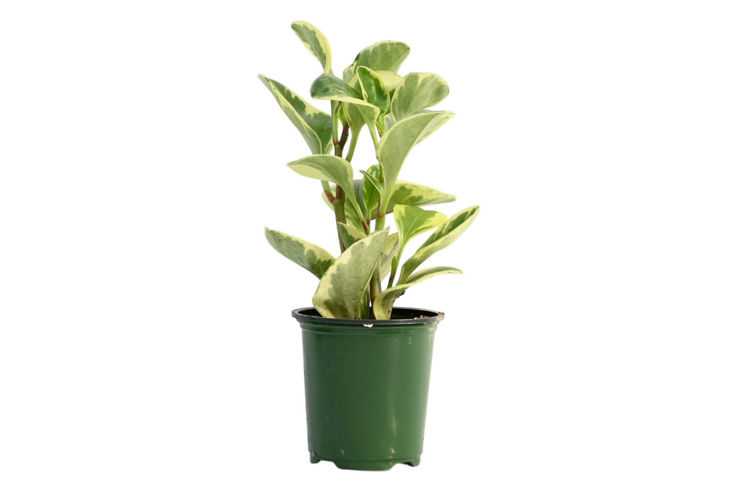 3.5" Peperomia