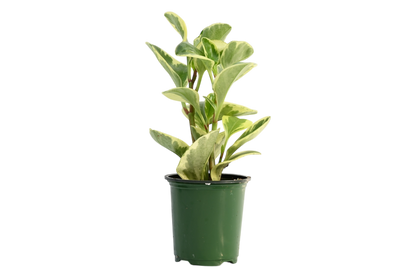 3.5" Peperomia