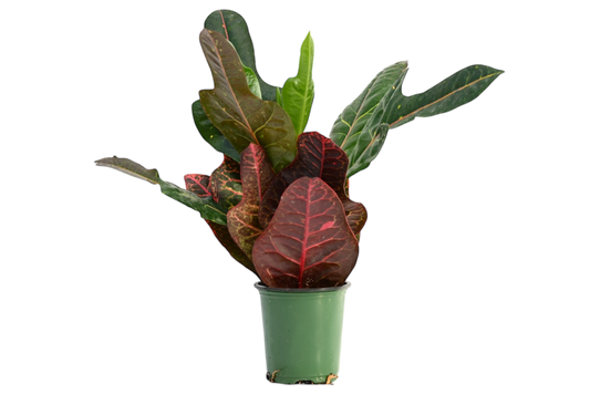 3.5" Croton - Oak Leaf