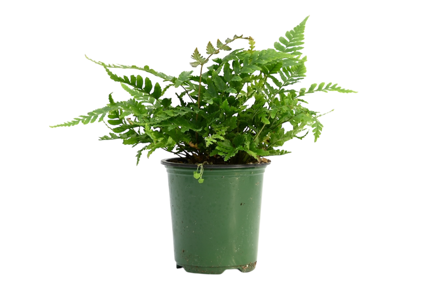 3.5" Fern - Mayi