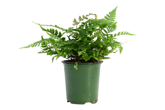 3.5" Fern - Mayi