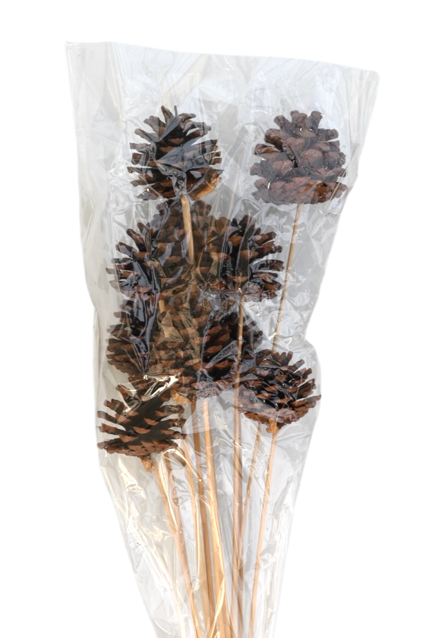 Regular Pine Cones -Natural