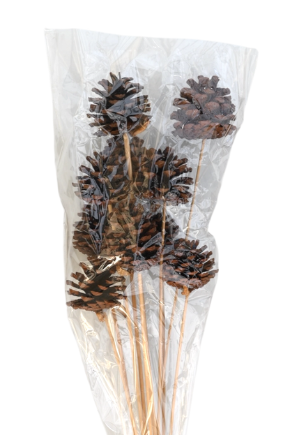 Regular Pine Cones -Natural