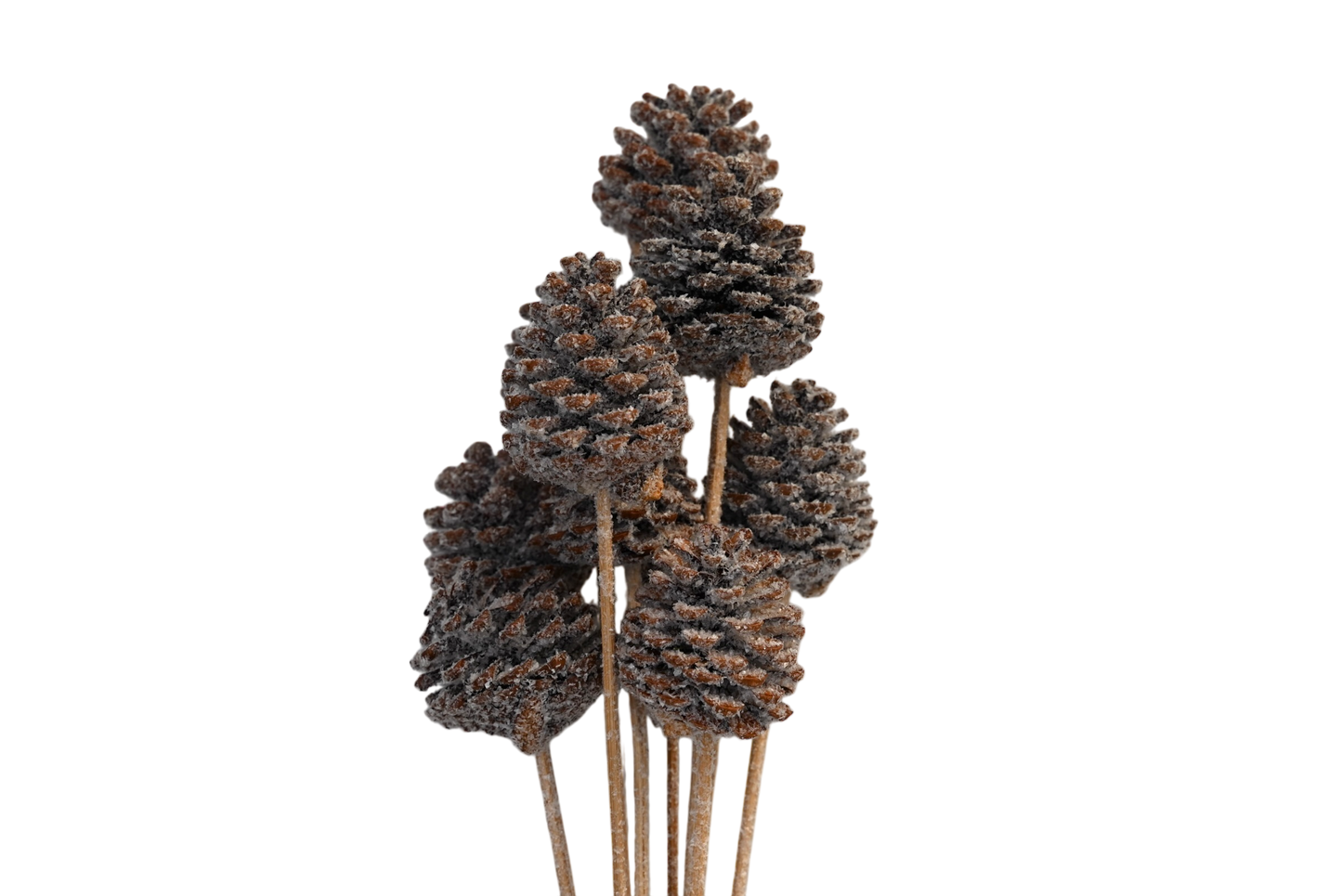 Regular Pine Cones - Snow