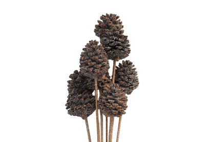 Regular Pine Cones - Snow