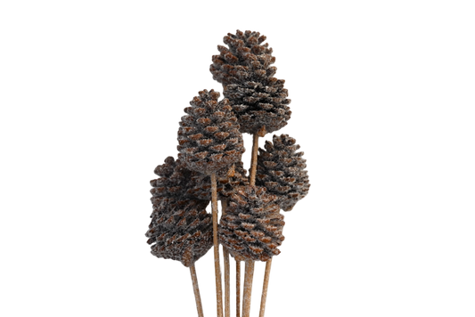 Regular Pine Cones - Snow