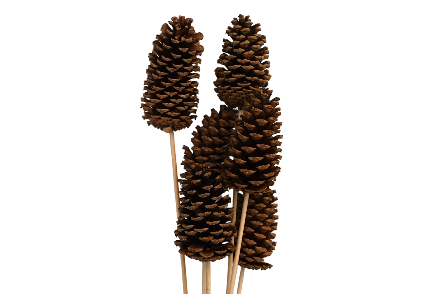 Large Pine Cones - Natural