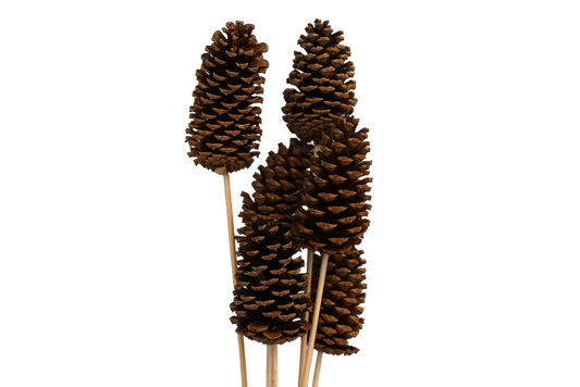 Large Pine Cones - Natural