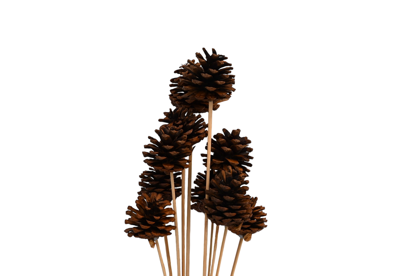 Regular Pine Cones -Natural