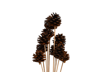 Regular Pine Cones -Natural