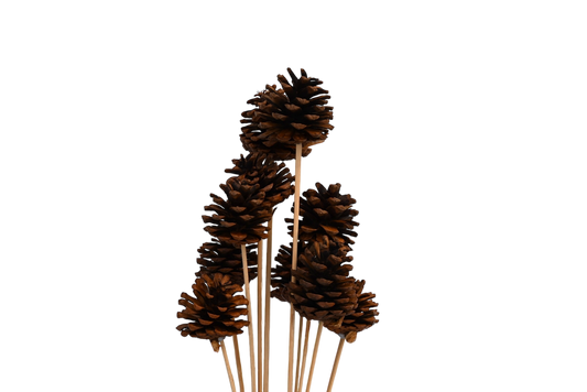 Regular Pine Cones -Natural