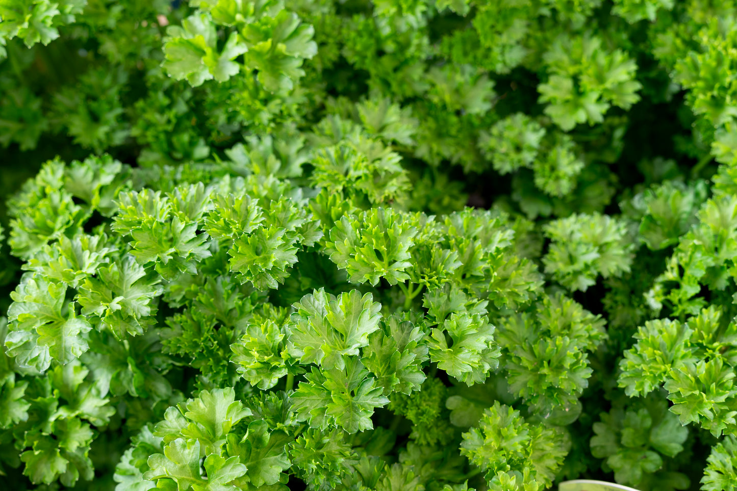 4" Organic Parsley