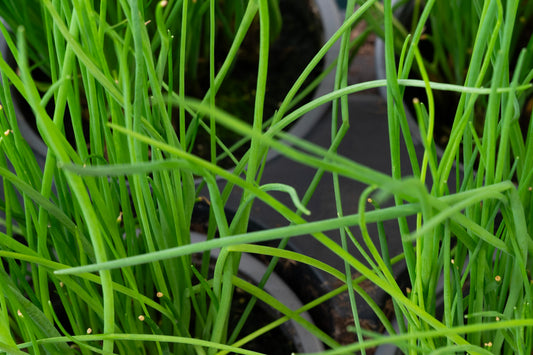 Organic Chives - 4"