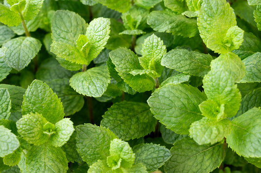 Organic Spearmint - 4"