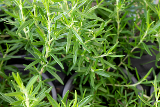 4" Organic Rosemary
