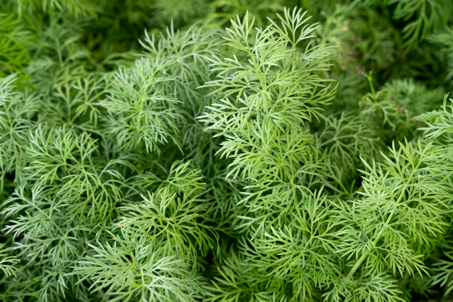 4" Organic Dill