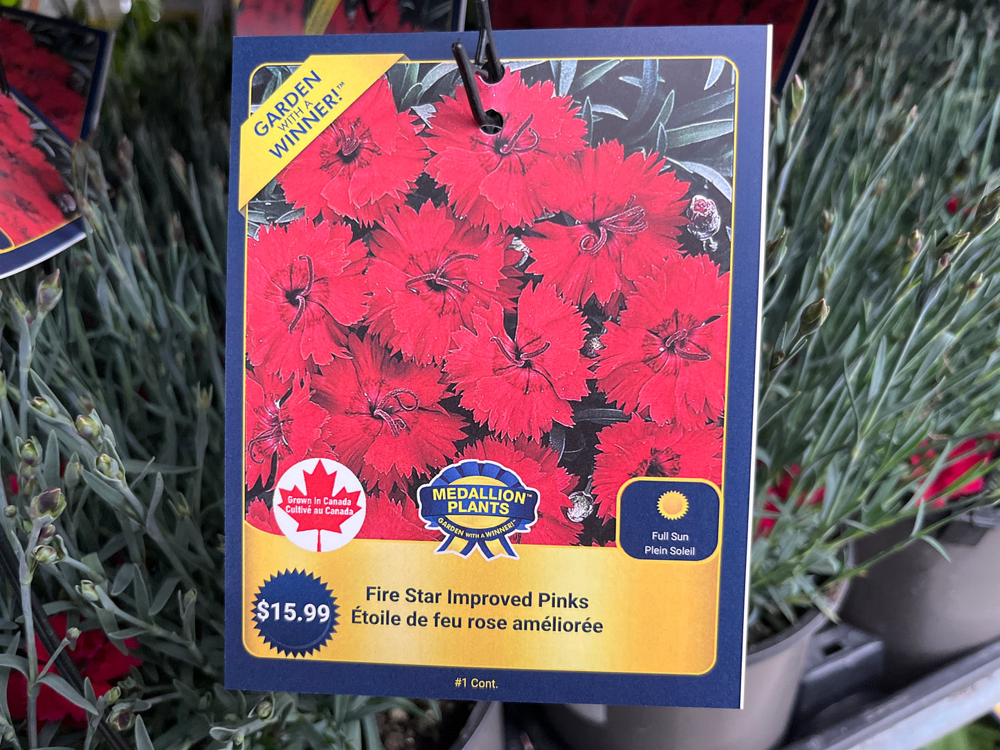 Fire Star improved pinks