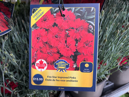 Fire Star improved pinks