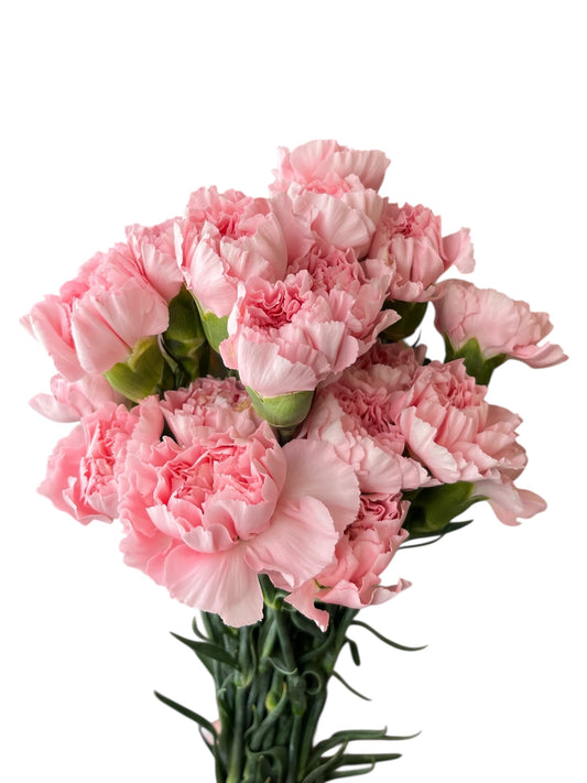 Carnations