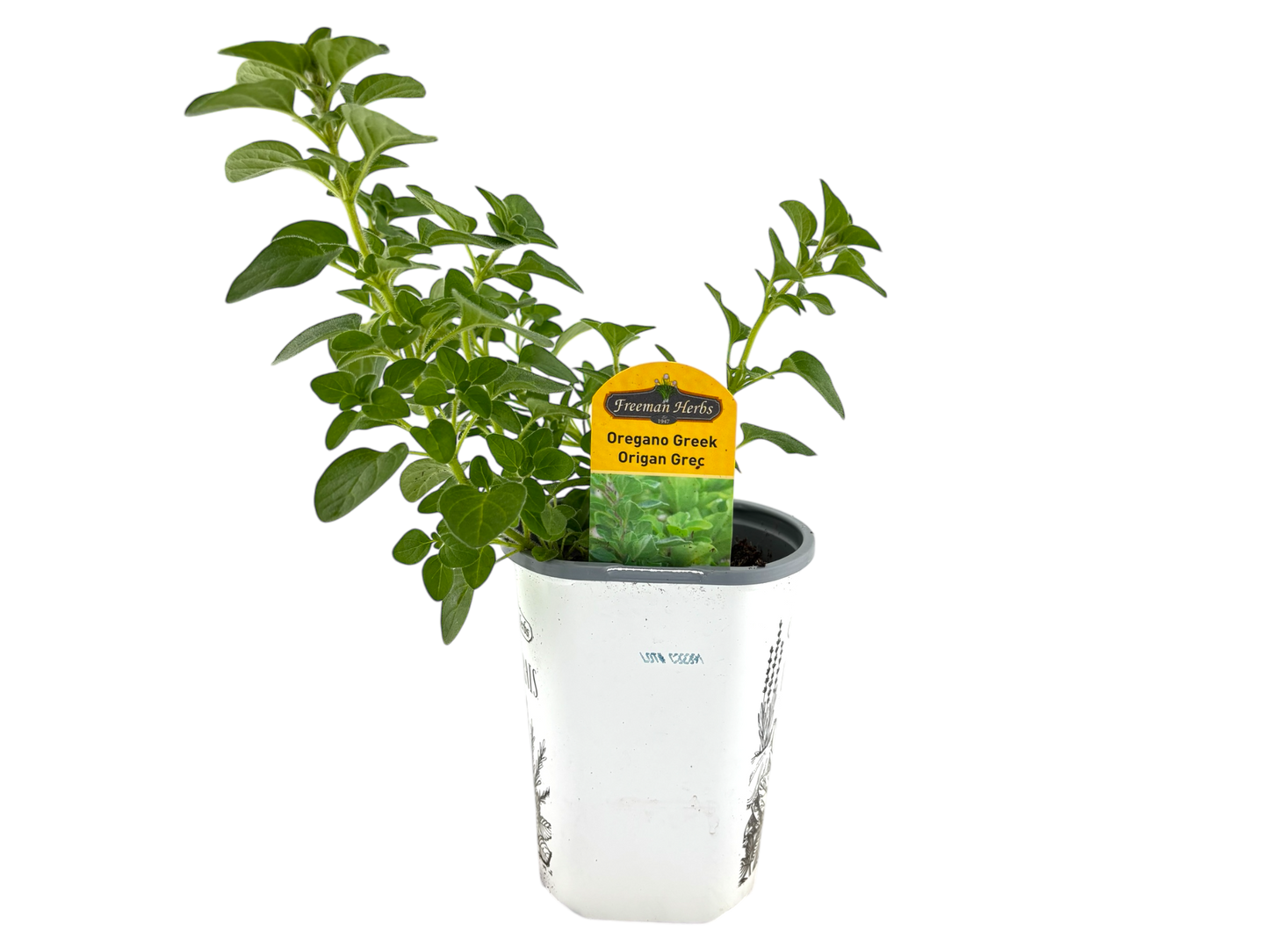 4" Oregano