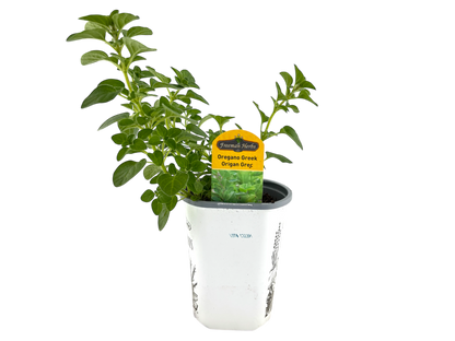 4" Oregano