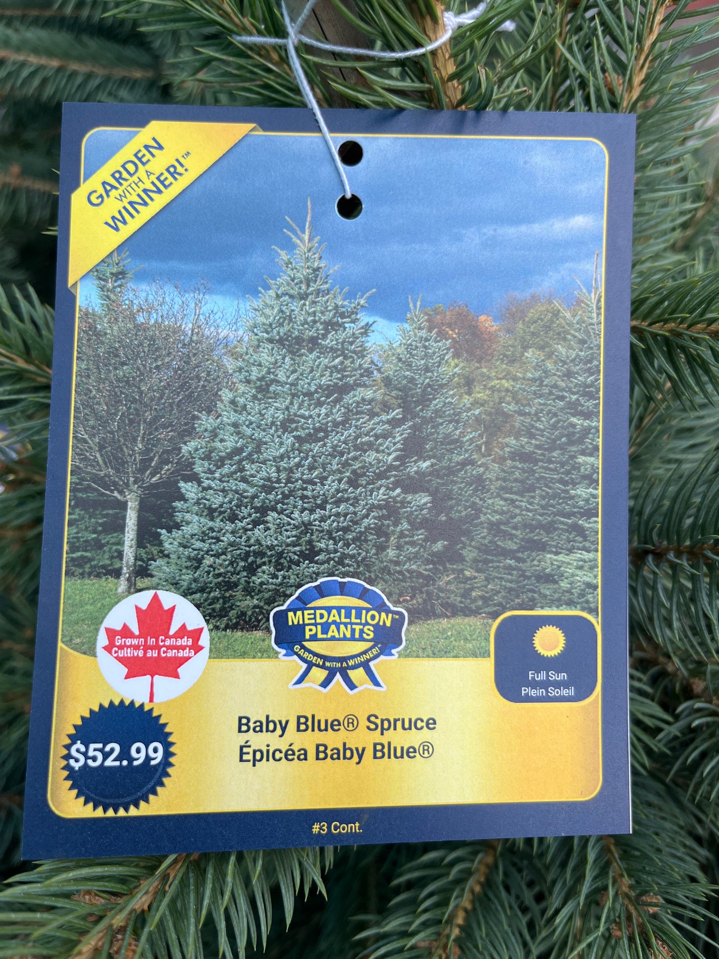 Baby blue spruce