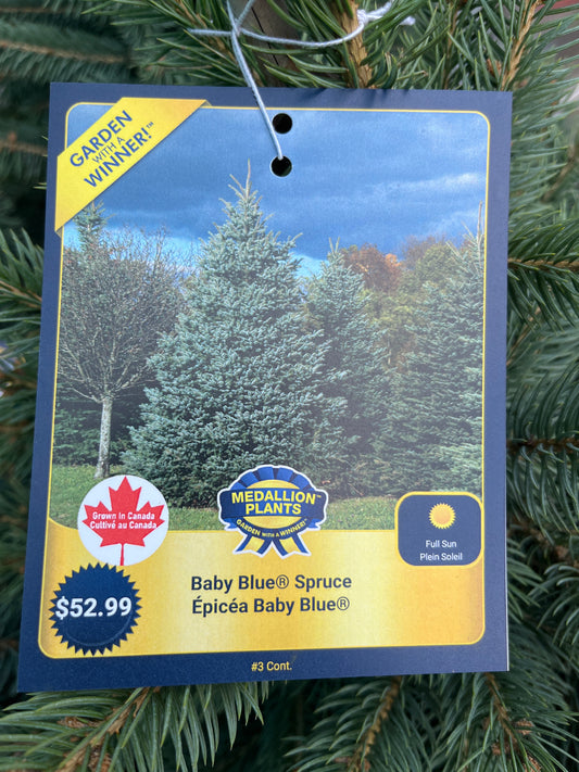 Baby blue spruce