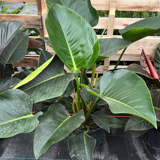 Green Philodendron