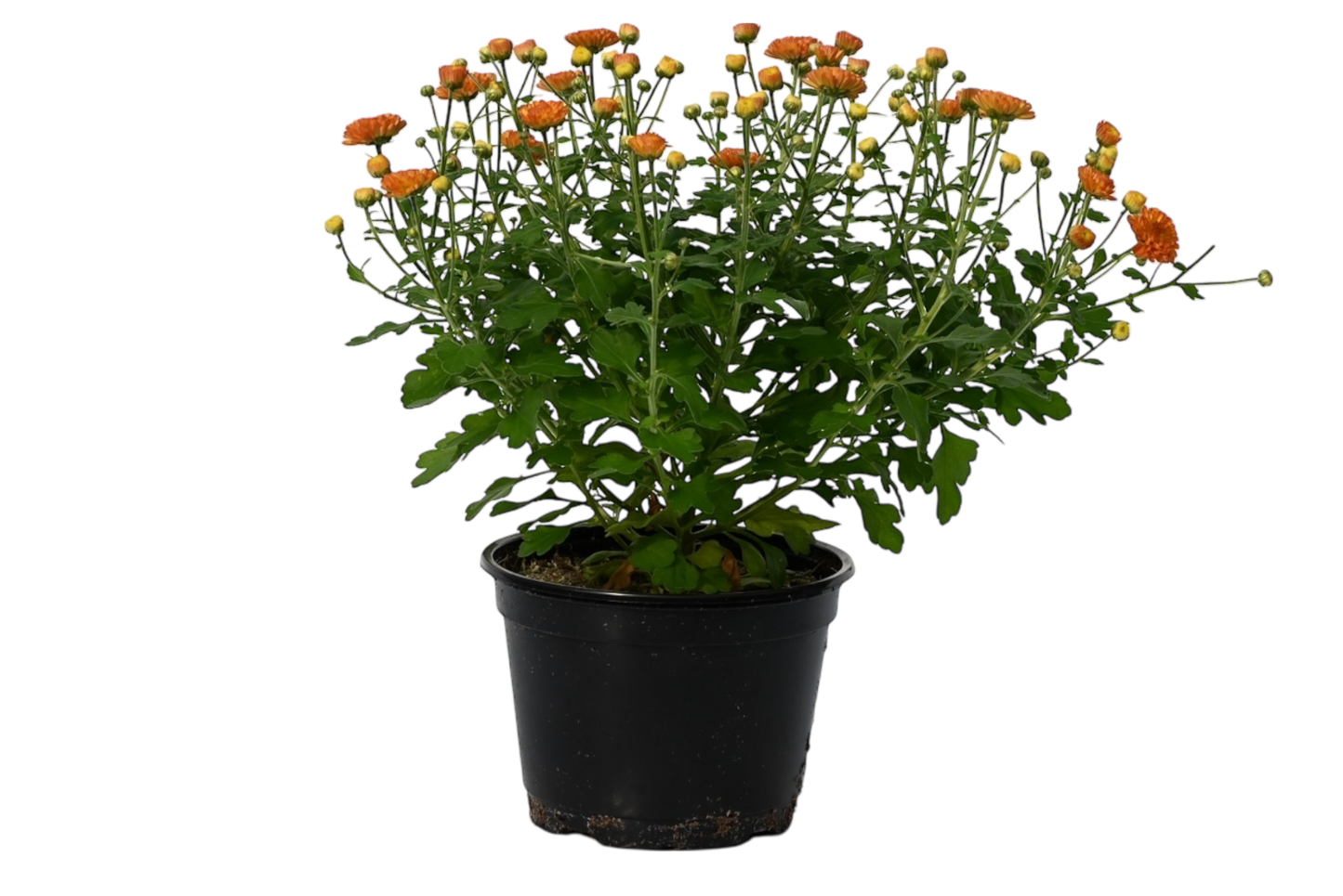 6” potted mum