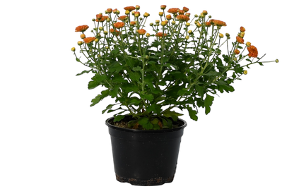 6” potted mum
