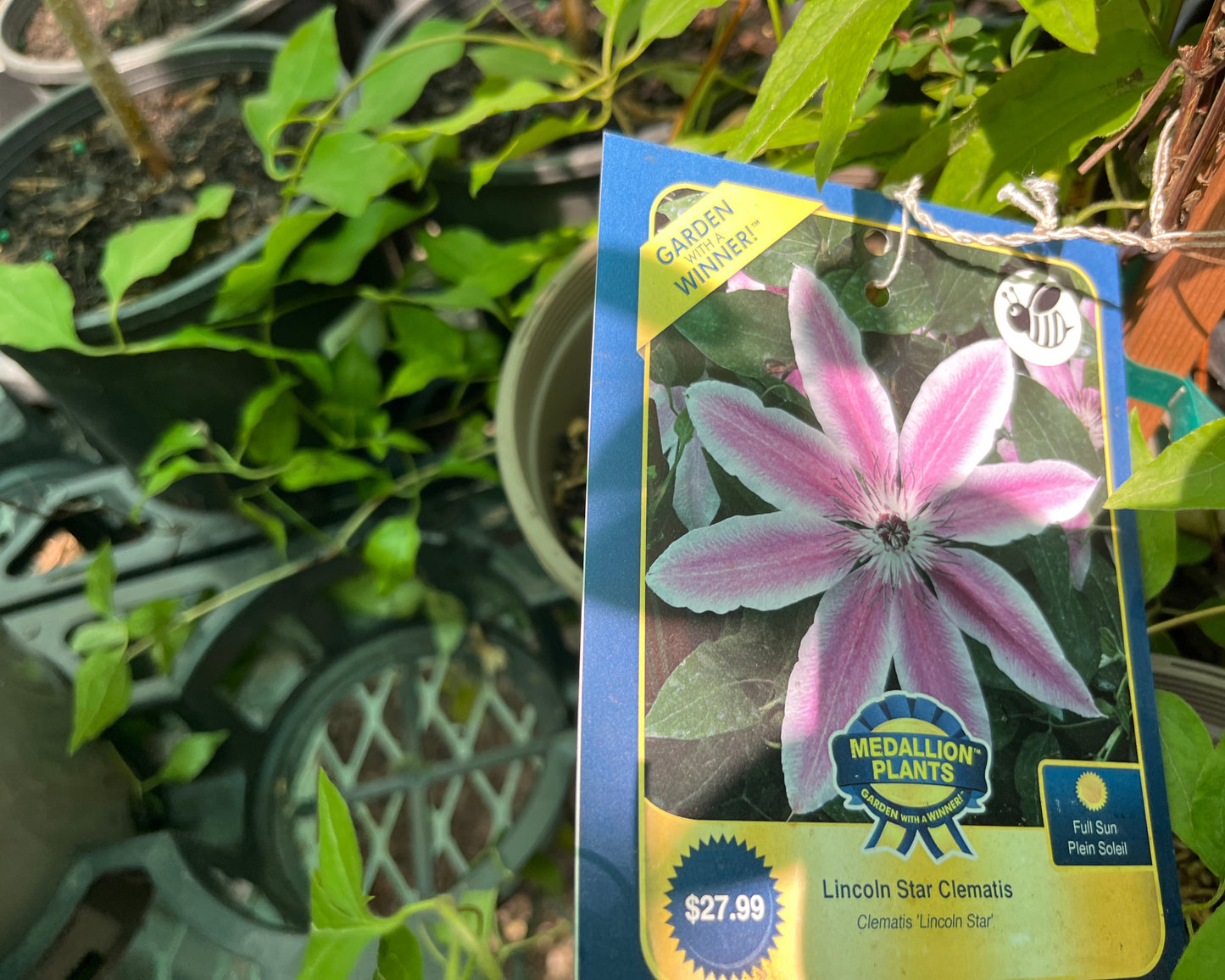 Lincoln Star Clematis