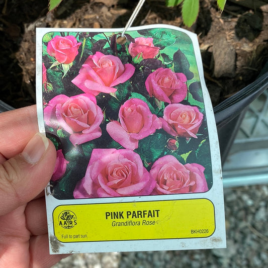 Pink Parfait Grandiflora Rose