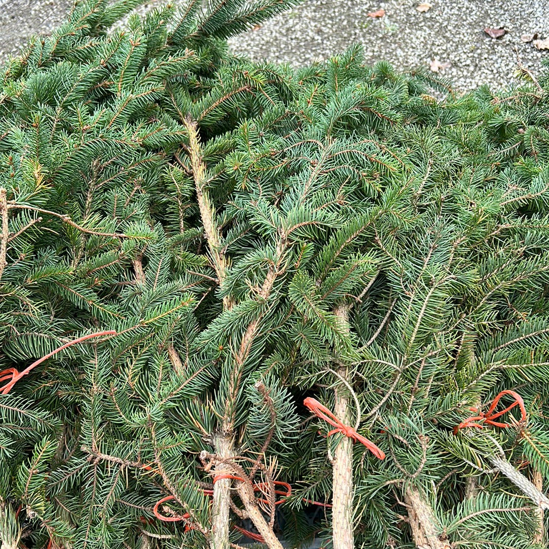 Fraser Fir Boughs