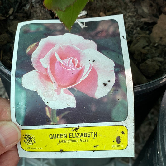Queen Elizabeth Grandiflora Rose